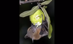 Chuyên gia cảnh báo virus Nipah có thể trở thành mối đe doạ toàn cầu như COVID-19