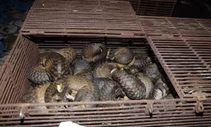 Điều tra vụ mua bán, tàng trữ 600 kg tê tê
