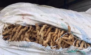 Vận chuyển lậu 900 kg củ Ba kích tươi nguồn gốc Trung Quốc