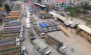Giảm thời gian thông quan nông sản ùn ứ tại cửa khẩu Tân Thanh