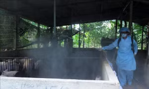 Quảng Ngãi chú trọng vệ sinh tiêu độc, gấp rút phòng chống dịch tả lợn châu Phi