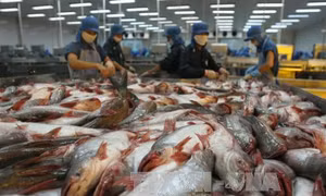 Cá tra 'được giá, mất mùa'