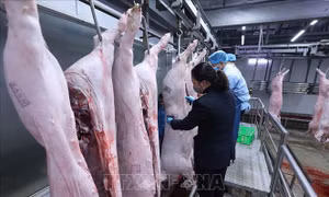 Rà soát các hợp đồng liên quan đến cung cấp thực phẩm cho trường học 
