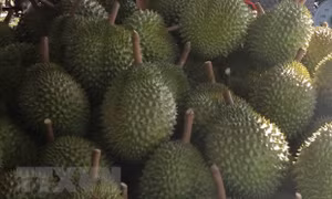 Truy thu thuế hộ kinh doanh thu mua sầu riêng là đúng hay chưa đúng?