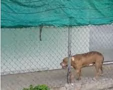 Chó pitbull tấn công chết người, chủ nuôi chó có bị xử lý hình sự?