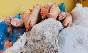 Hải quan phát hiện hơn 1,5 tấn thực phẩm đông lạnh bốc mùi 