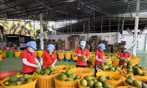 Gia hạn thuế và tiền thuê đất: Tăng dư địa dòng tiền, tiếp thêm động lực cho doanh nghiệp