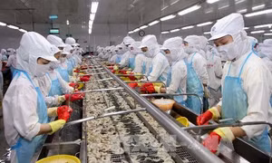 Tăng cạnh tranh cho ngành tôm Việt Nam