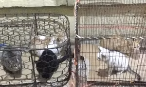 Chuyển đổi sinh kế bền vững từ việc buôn bán, giết mổ chó mèo