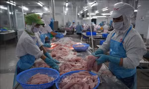 Đồng Tháp: Giá cá tra nguyên liệu tăng cao