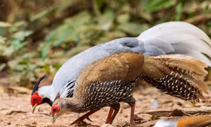 Luật sư phân tích tình tiết mới nhất từ vụ án ‘Gà lôi’ 