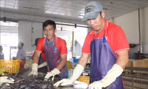 Nuôi dưỡng nguồn thu, thúc đẩy tăng trưởng kinh tế tư nhân 