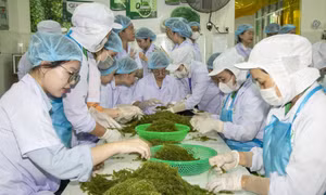 Cần cơ chế hợp đồng dài hạn giữa doanh nghiệp, hợp tác xã và người dân 