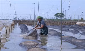 Sau bão lũ, 250.000 khách hàng vay vốn bị ảnh hưởng, dư nợ khoảng 60.000 tỷ đồng