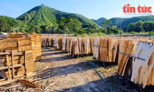 Một số doanh nghiệp vi phạm không ảnh hưởng đến hoàn thuế của cả ngành gỗ
