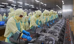 Gia hạn nộp thuế và tiền thuê đất năm 2026 theo Nghị định 245 có gì mới?