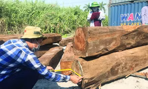 Cục Điều tra chống buôn lậu: Khởi tố vụ buôn lậu 850 m3 gỗ giáng hương Tây Phi