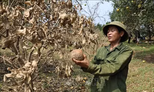 Khẩn trương ban hành Thông tư hướng dẫn cơ cấu nợ cho khách hàng bị ảnh hưởng bởi Yagi