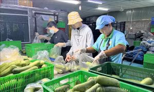 Thưởng Tết Bính Ngọ 2026 tăng hơn năm ngoái dù kinh tế nhiều biến động 