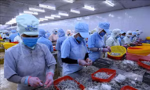 Doanh nghiệp xuất khẩu thủy sản gặp khó với quy định sử dụng mã số, mã vạch nước ngoài