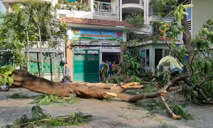 Phát triển mạng lưới cây xanh đô thị an toàn, bền vững