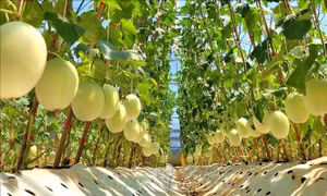 Tiên phong mô hình nông nghiệp hữu cơ trên vùng đất khắc nghiệt