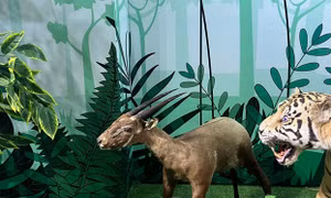 Chiêm ngưỡng tiêu bản ‘Kỳ lân châu Á’ tại triển lãm ‘Vì sự sống bền vững cho thiên nhiên và con người’