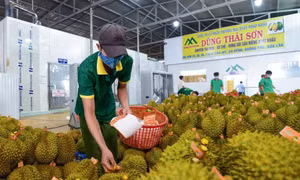 Xuất khẩu sầu riêng thông suốt trở lại sau 1 tuần gỡ vướng khâu kiểm nghiệm