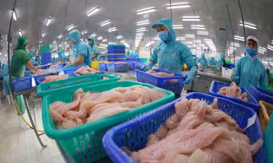 Doanh nghiệp phải chuẩn bị hành trang tốt để tận dụng EVFTA
