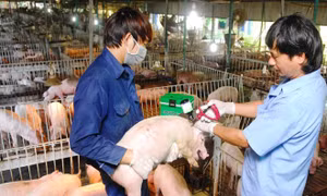 Bộ Nông nghiệp cử các đoàn đi dập dịch lở mồm long móng ở lợn trước Tết 