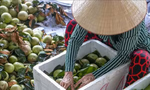 Tăng vùng cây ăn trái phục vụ xuất khẩu tại Sóc Trăng