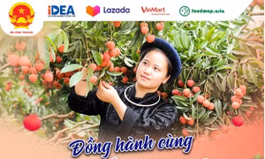 Siêu thị 'bắt tay' cùng sàn thương mại điện tử hỗ trợ tiêu thụ vải thiều