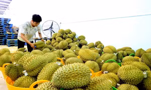 VCCI góp ý hoàn thiện quy định cấp mã số vùng trồng, cơ sở đóng gói