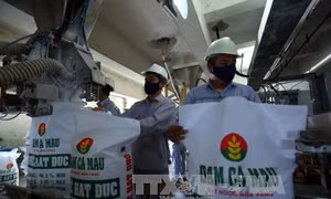 Năm 2018 tiếp tục thoái vốn nhà nước tại Đạm Cà Mau
