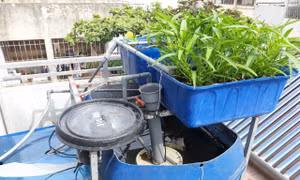 Ý tưởng sáng tạo tận dụng rác thải sinh hoạt để trồng rau, cây cảnh