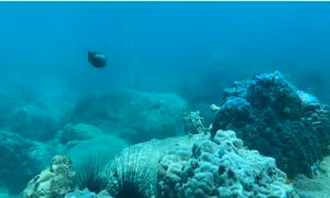 'Báo động đỏ' ở Khu bảo tồn vịnh biển Nha Trang - Bài 1: Suy giảm hệ sinh thái rạn san hô tại Hòn Mun