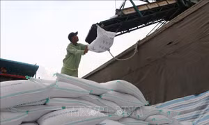 Dư địa cho gạo Việt Nam vào thị trường ASEAN