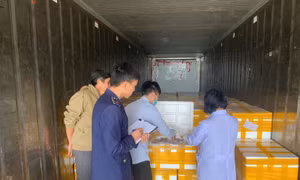 Phát hiện trên 10 tấn cá khoai chứa chất cấm được đưa đi tiêu thụ