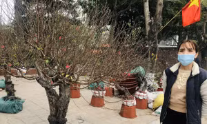 Cây đào 40 tuổi cho thuê hơn chục triệu đồng