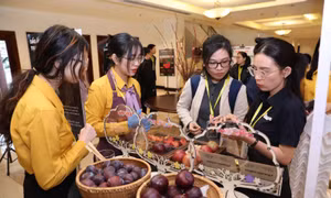 Mận Australia lần đầu ra mắt tại Việt Nam 
