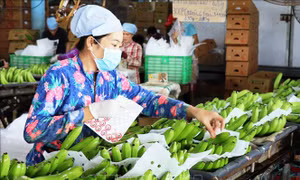 Giá trị xuất khẩu rau quả Việt Nam tăng mạnh ở nhiều thị trường 'khó tính'
