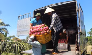 Nâng cao năng lực tuân thủ, sản xuất nông sản bền vững đáp ứng tiêu chuẩn EU