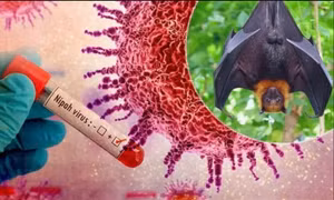 Chuyên gia: Người dân cần bình tĩnh, hiểu biết để phòng bệnh do virus Nipah 