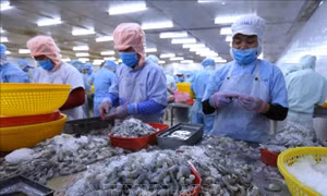 Xuất khẩu tôm dự kiến đạt 3,6 tỷ USD trong năm 2020
