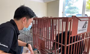Cứu hộ gấu ngựa non từ tỉnh Điện Biên