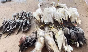 Ra mắt phim ngắn 'Chim trời kêu cứu' kêu gọi bảo vệ chim hoang dã 