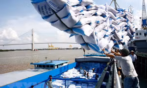 Doanh nghiệp xuất khẩu gạo chủ động tìm đối tác tại EU