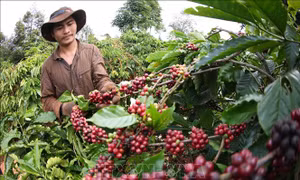 Lưu ý khi doanh nghiệp xuất khẩu cà phê Việt Nam vào thị trường Bắc Âu