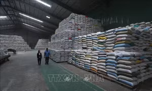 Thúc đẩy tiêu thụ lúa gạo - Bài cuối: Có chiến lược dài hơi 