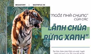'Ngôi nhà chung' của các 'lãnh chúa rừng xanh'